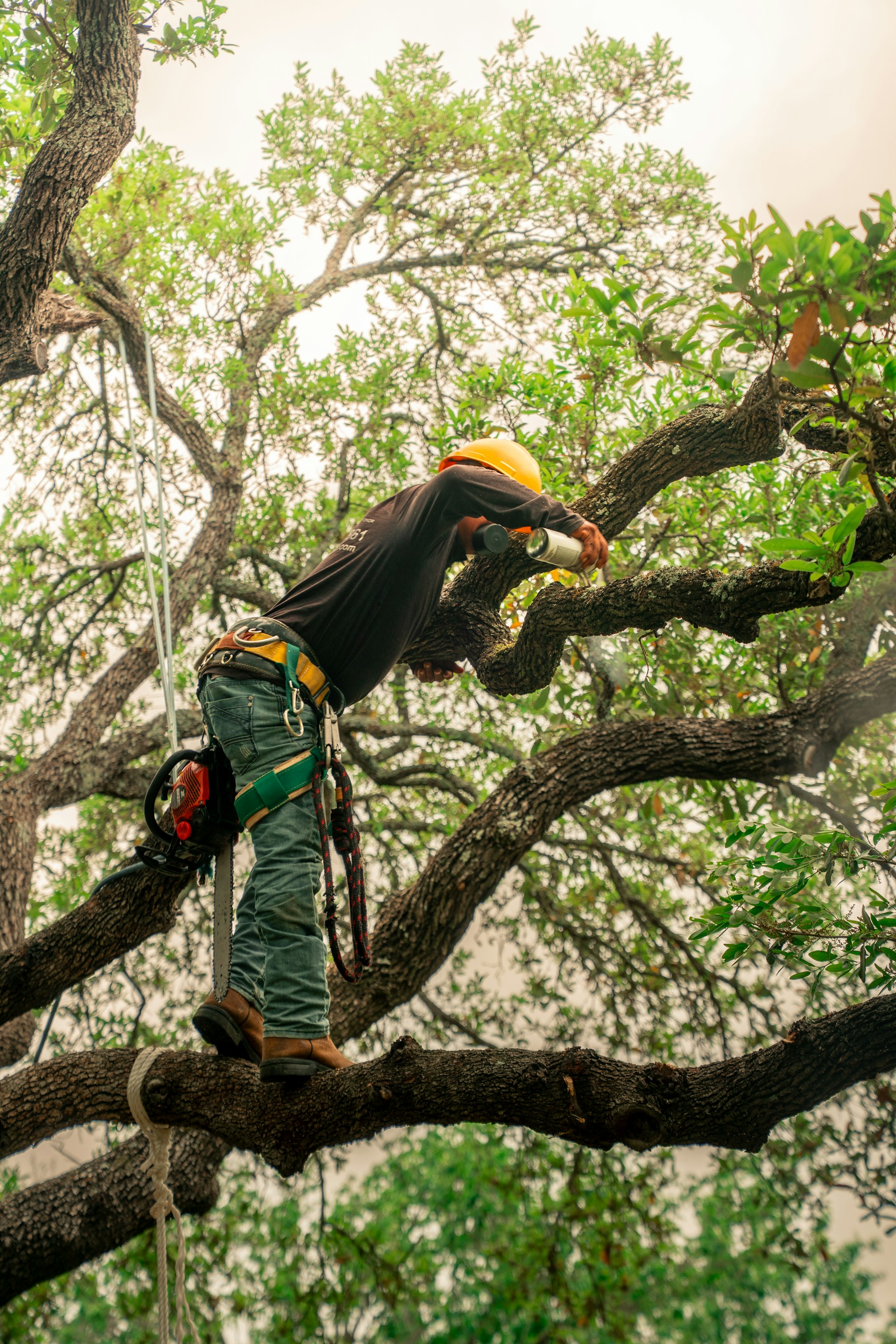 TEK 22 tree climber pruning a tree with rigging